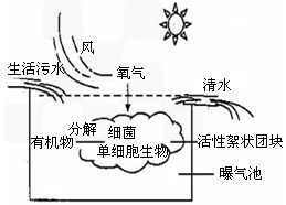 工业和生活污水是我市水污染的重要来源,污水处理是水域环境保护的重要措施 右图所示我市污水处理厂将污水引入曝气池中,利用 活性淤泥 由多种微生物聚合而成的絮状团块