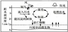 图示为利用自然生态系统净化污水的一种大面积 敞开式污水处理池塘 即氧化塘 .请据图分析下列叙述中错误的是